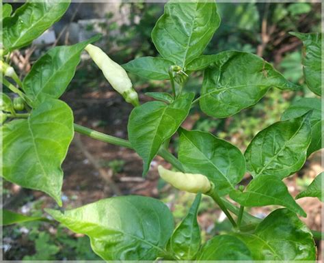 Kanthari Chilli (White) / Kanthari Mulaku - (Pack of 20 Seeds) - GardenHunt