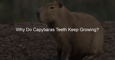 Why Do Capybaras Teeth Keep Growing? - Capybara Lovers