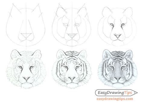 Easy Tiger Face Drawing