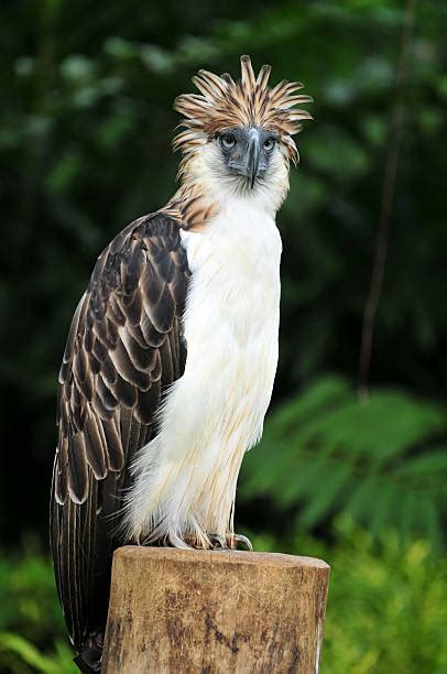 Royalty Free Philippine Eagle Pictures, Images and Stock Photos - iStock