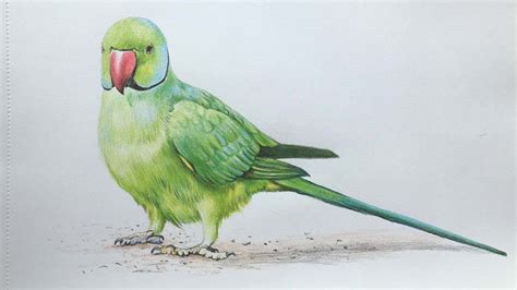 Parrot Colour Pencil Drawing