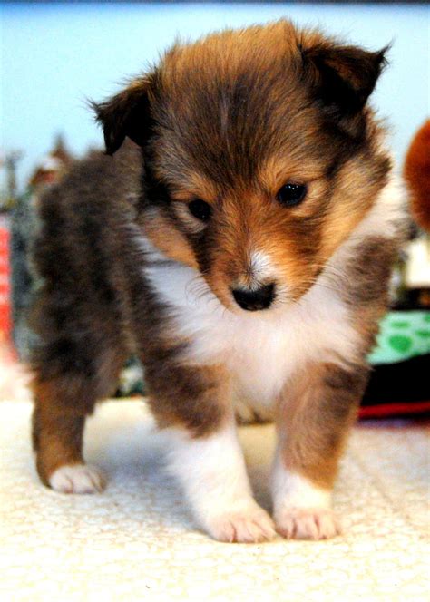 Sheltie Puppy by fewofmany on DeviantArt