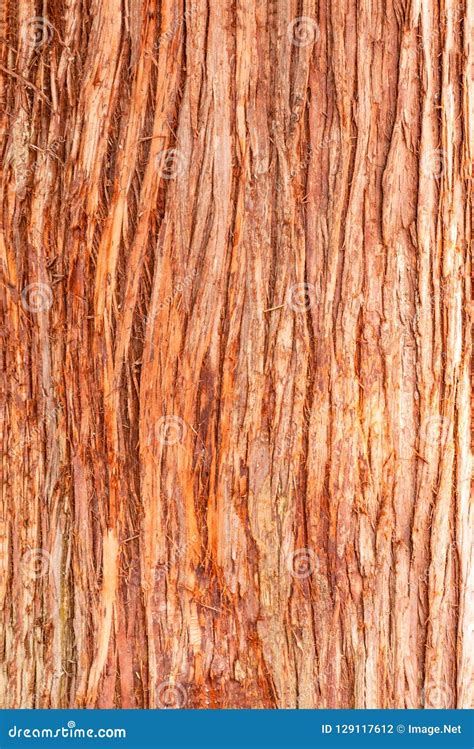 Cedar Tree Cortex Texture. Bark of Red Cedar Tree Stock Photo - Image ...