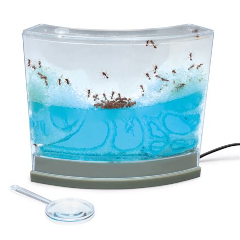 Gel Ant Farm with LED Base (with live ants) | Carolina Biological Supply