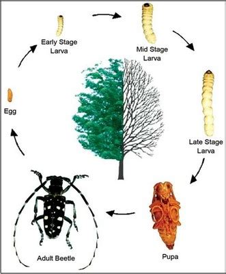 Asian Longhorned Beetle Life Cycle — ND Invasives