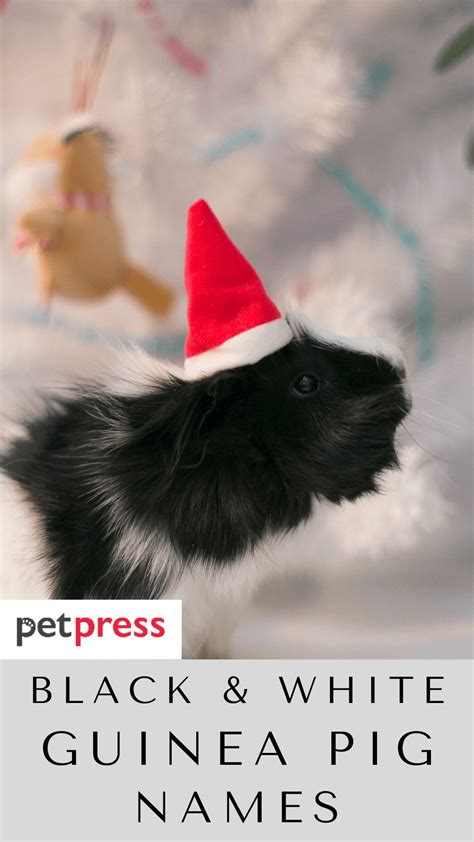 80+ Best Black And White Guinea Pig Names For Your Cute Pet