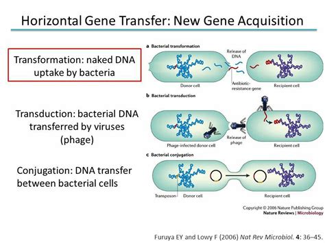 Horizontal Gene Transfer | Bacterial transformation, Biology, Ap biology