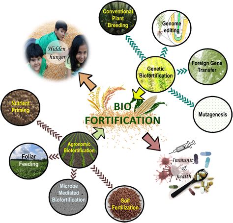 Frontiers | Agronomic biofortification of food crops: An emerging ...