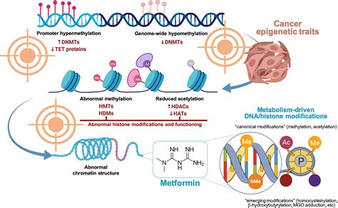 Epigenetics And Cancer