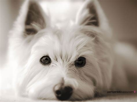 Westie Wallpapers - 4k, HD Westie Backgrounds on WallpaperBat