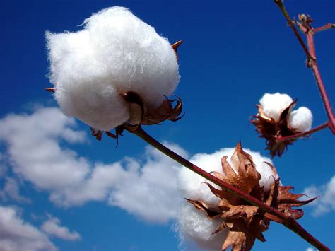 Fibers for nonwovens – in pursuit of viable alternatives ...