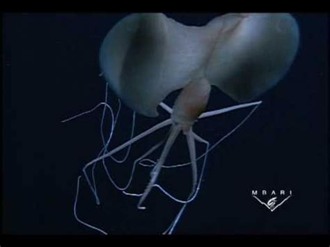 Magnapinna sp. - The Long-armed Squid | Cool sea creatures, Deep sea ...