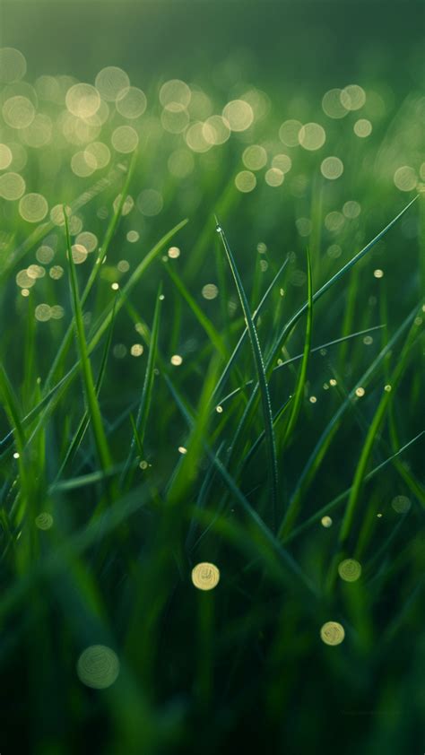 Green grass Wallpaper (HD, Lush field) #4708