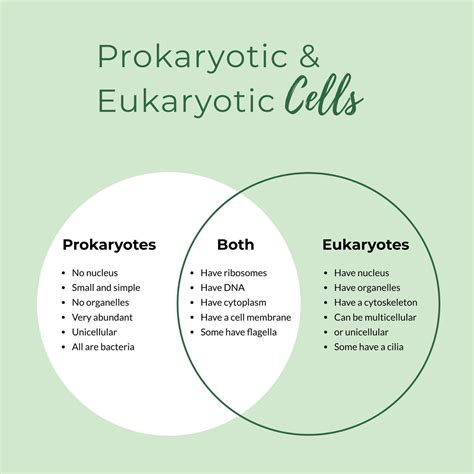 Prokaryotic Vs Eukaryotic Cells Venn Diagram