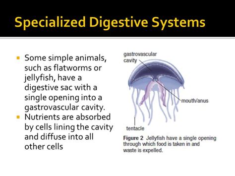 How Do Jellyfish Eat Food?, What Do They Eat? + How They Digest Food | 2024