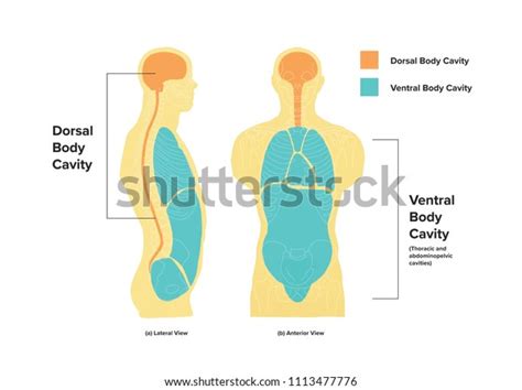 Diagram Dorsal Ventral Cavities Stok İllüstrasyon 1113477776 | Shutterstock