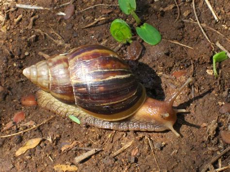 NOTICE: Giant African Snail A Major Problem - Antigua News Room