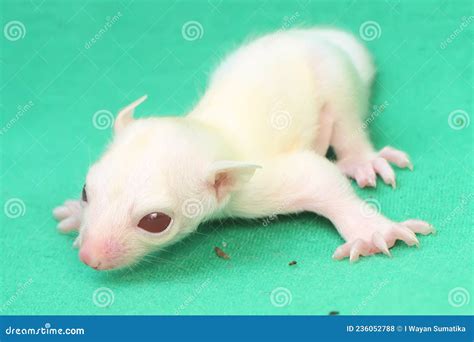 A One Month Old Albino Sugar Glider Baby on a Green Background. Stock ...