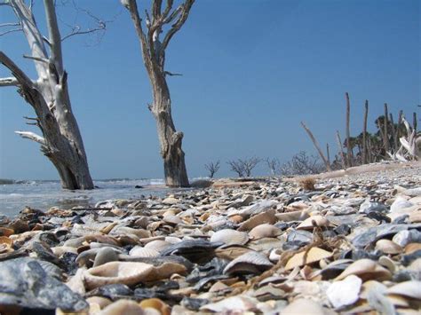 Summer Life at the Beach - EdistoBeach.com | Edisto beach, Edisto ...