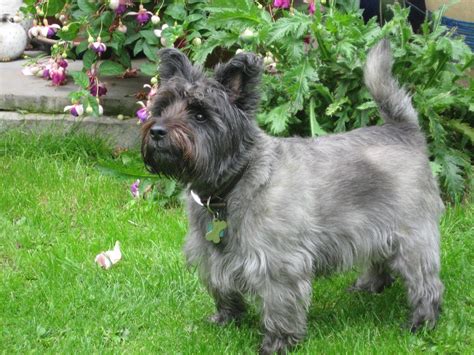 Cairn Terrier - Puppies, Rescue, Pictures, Information, Temperament ...