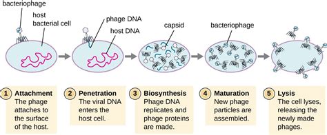 The Viral Life Cycle | Microbiology