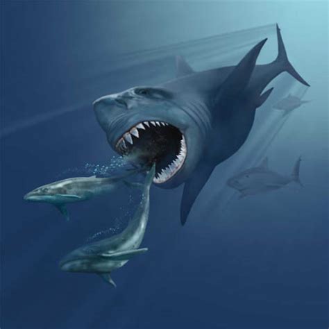 How We Know Megalodon Doesn’t Still Exist? | Deep Sea News