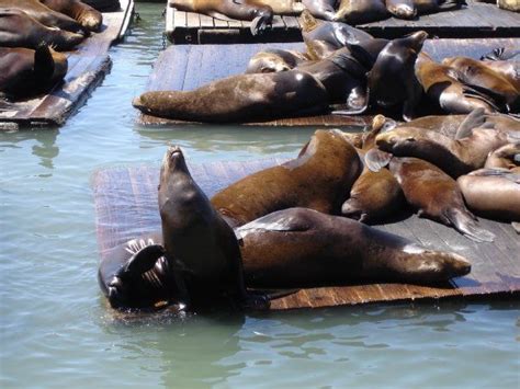 The famous San Francisco sea lions | Playing tourist, Sea lion, San ...