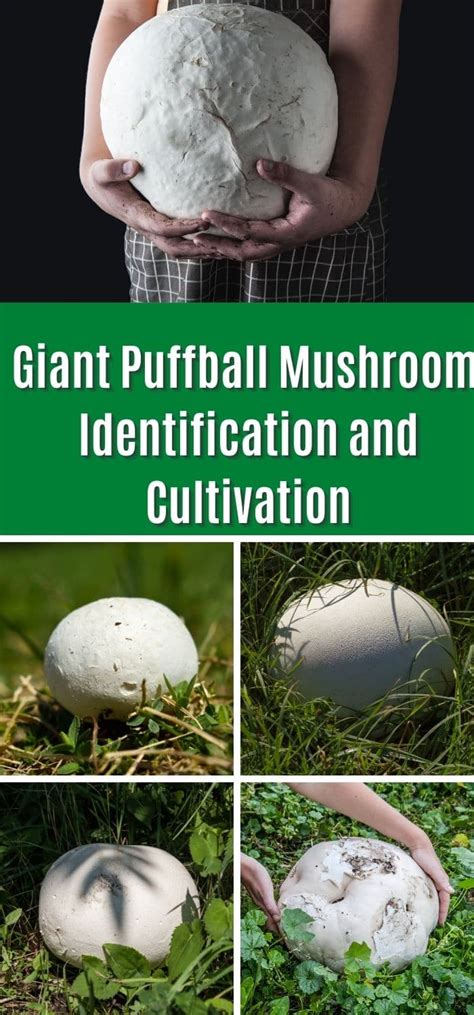 Giant Puffball Mushroom Information and Cultivation - Mushroom Appreciation