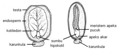 Struktur Luar Biji Benih / Pengertian Biji Macam Fungsi Bagian Dan ...