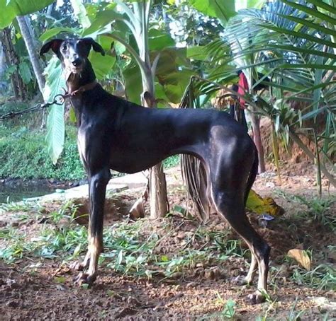 Kanni Dog History | Description,Temperament,Health,Price & more