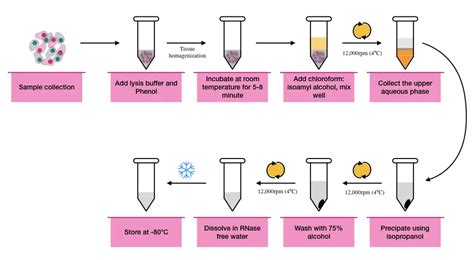 RNA Extraction: Principle, Procedure, Protocol and Importance – Genetic ...