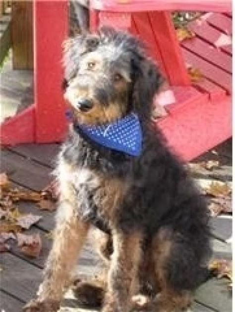 Mini Airedale Terrier Poodle Mix - Pets Lovers