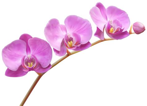 Orchid species clipart - Clipground