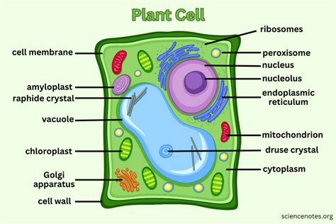 Plant Cell - Diagram, Organelles, and Characteristics