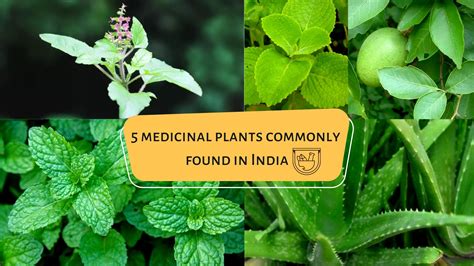 5 medicinal plants commonly found in India - Nature Speakz