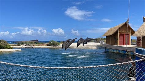 Sea Life Park now open Fridays through Sundays | Honolulu Star-Advertiser