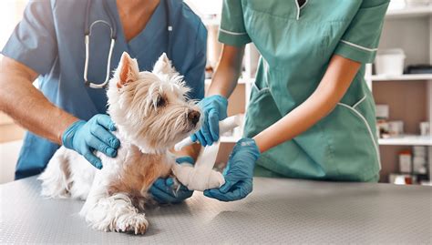 Emergency Pet Care Services for Dogs - Cambrian Animal Hospital (ON)