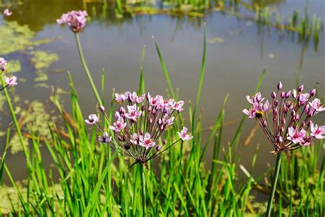 9 Edible Bog Plants to Grow in Marshy Soil