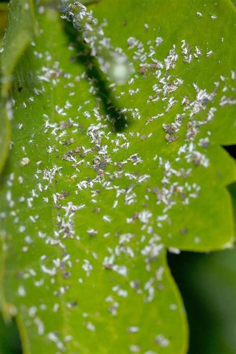 How to Naturally Get Rid of Aphids on Tomatoes — Gardening, Herbs ...