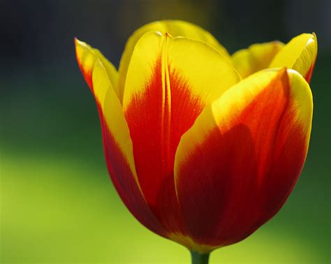 Gratis Afbeeldingen : natuur, fabriek, bloemblad, tulp, de lente, groen ...