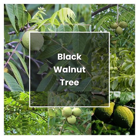 How to Grow Black Walnut Tree - Plant Care & Tips | NorwichGardener