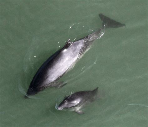 Harbor Porpoise – "OCEAN TREASURES" Memorial Library