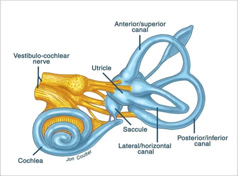 Inner Ear Anatomy Image | Anatomy System - Human Body Anatomy diagram ...