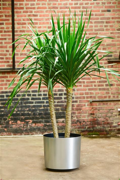 Dracaena Arborea Palm A thick, perfect trunk with rich green leaves ...