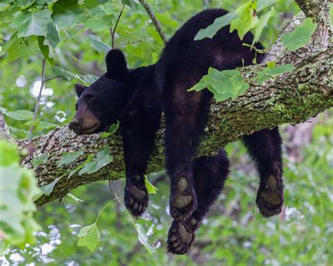 Creature Feature: Black Bear - Raritan Headwaters