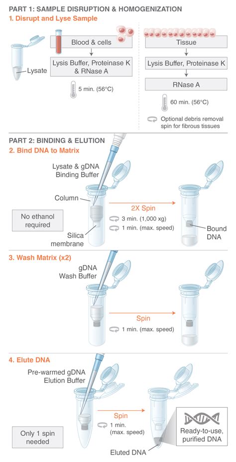 Monarch® Genomic DNA Purification Kit | NEB