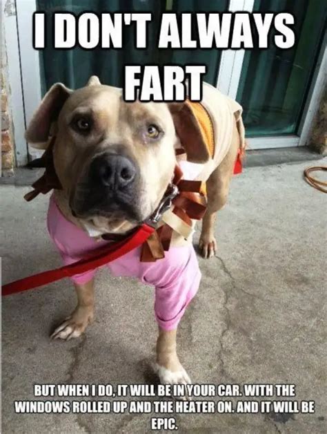 The 120+ Funniest Dog Memes Of All Time – Page 12 – The Paws