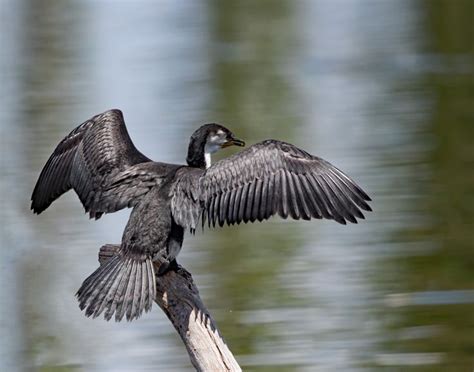 86 best Australian Water Birds images on Pinterest | Aqua, Ballerinas ...