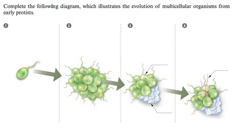 Multicellular Organisms Diagram