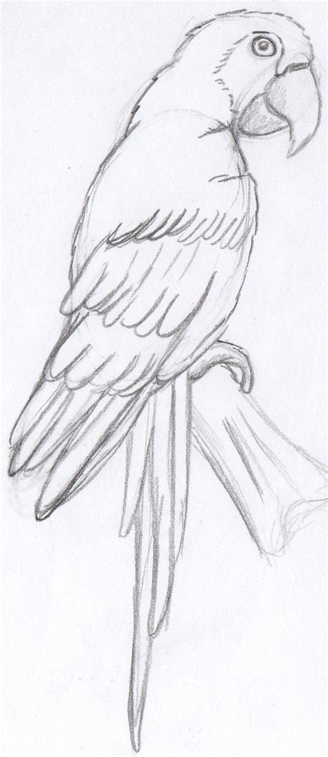 Parrot Pencil Sketch at PaintingValley.com | Explore collection of ...